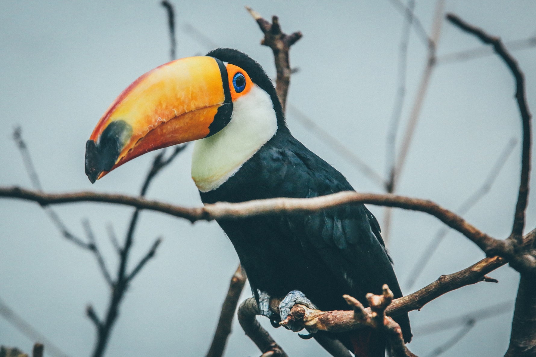 10 Types Of Birds With The Largest Beaks