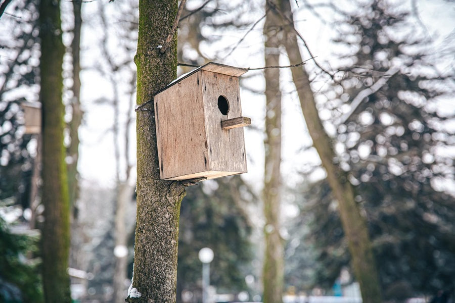 How Big Should A Bird Nesting Box Hole Be?