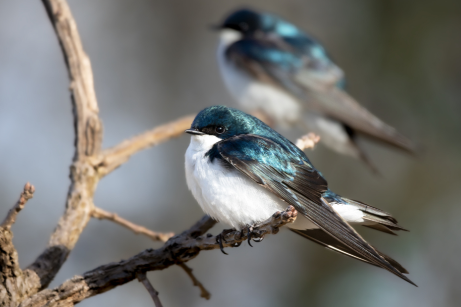 Why female Tree Swallow eats eggshells?