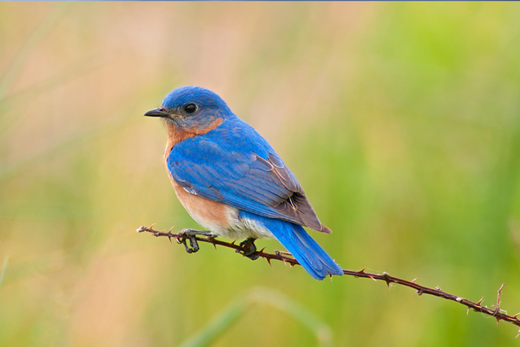 Everything You Need to Know About the 3 Bluebirds of North America