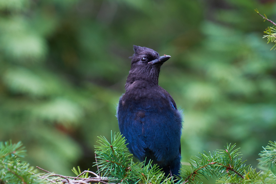 Learn about the Corvids