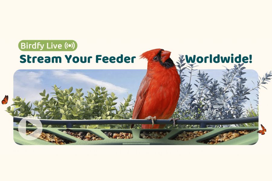 See Birds Like Never Before & Share the Moment with Birdfy Live – Just One Click Away!