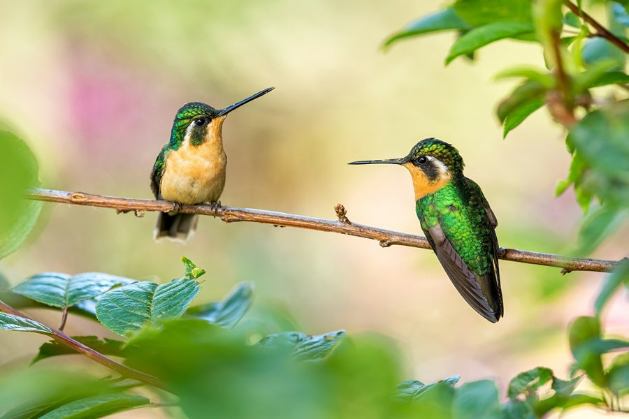 How to Get a Hummingbird Out of Your Garage