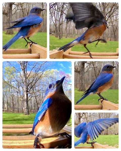 Bluebirds