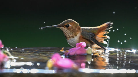 Rufous Hummingbird 