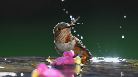 Rufous Hummingbird