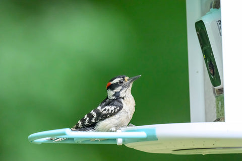 Downy woodpecker