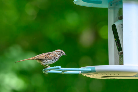 Song sparrow