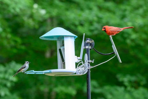 Northern Cardinal