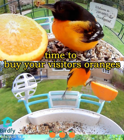 Buy Visitor Oranges