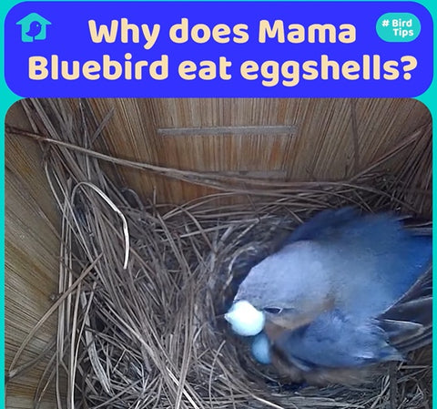Mama Bluebird eat eggshell