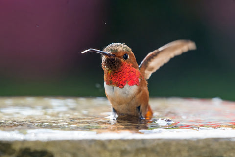 Allen's Hummingbird