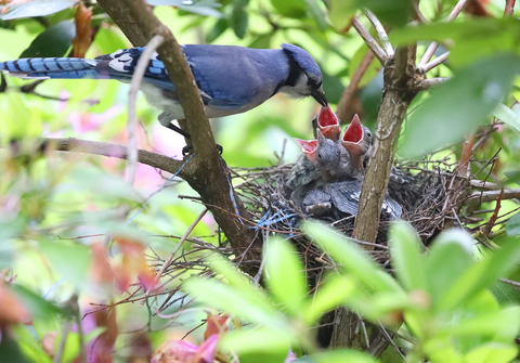 Blue Jay