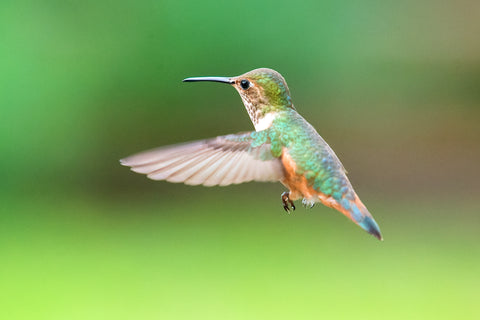  Broad-tailed Hummingbird