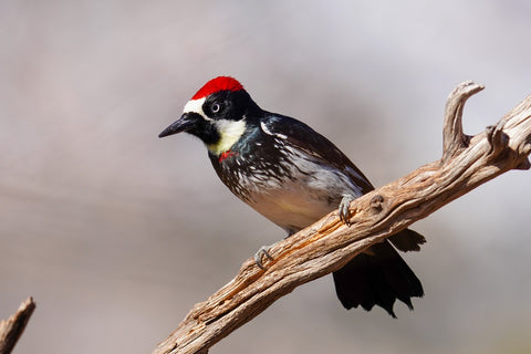 Acorn Woodpecker