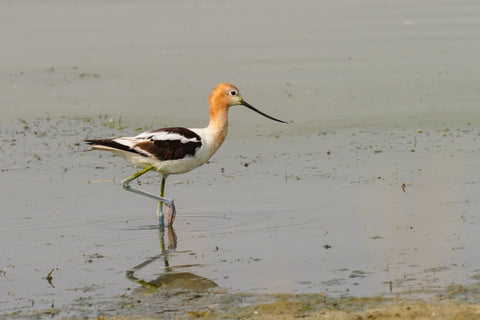 American Avocet