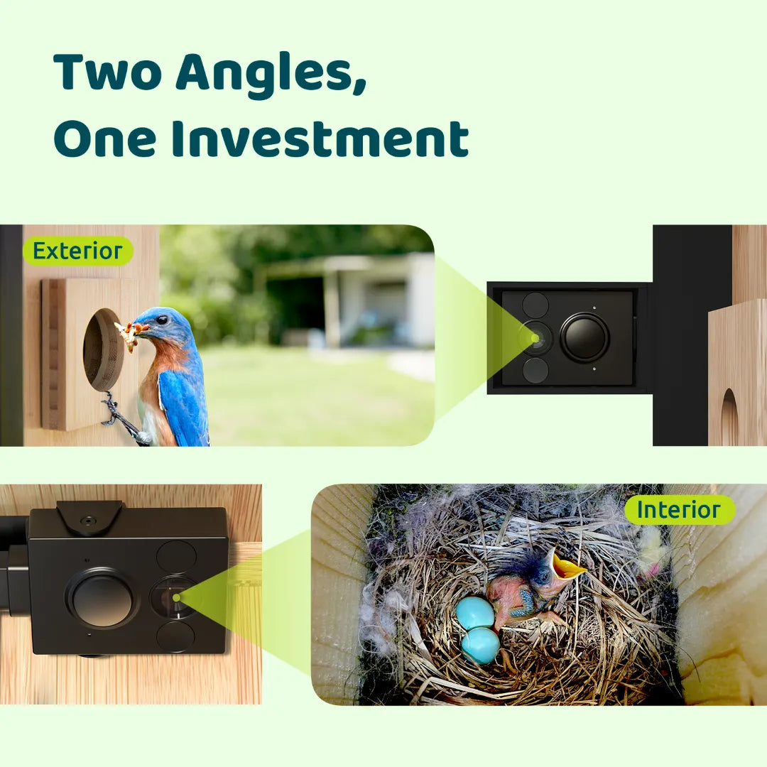 Birdfy Nest - Smart Bird House with Dual Cameras