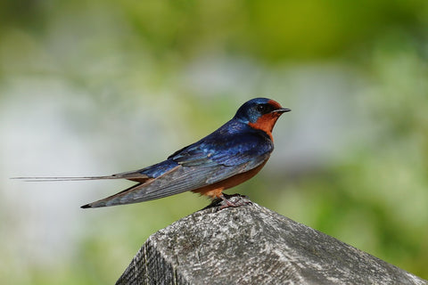 Barn Swallow