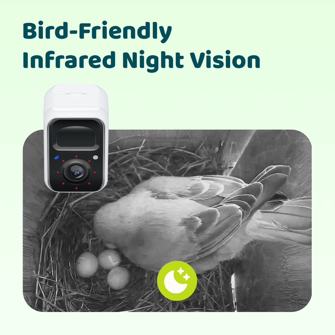 Birdfy Nest Polygon - Smart Birdhouse with Camera