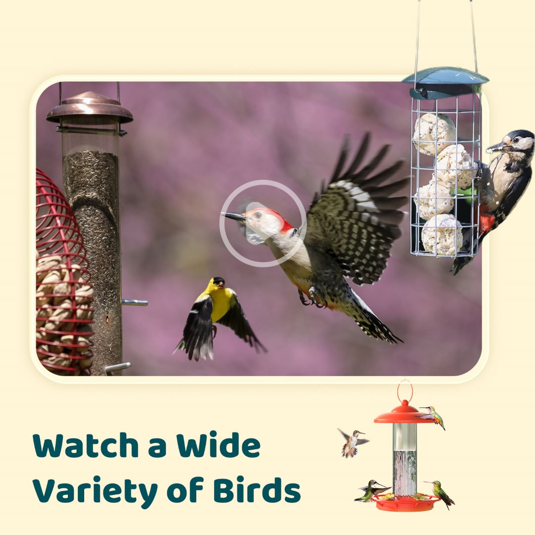 Birdfy Cam - Bird Feeder Cam