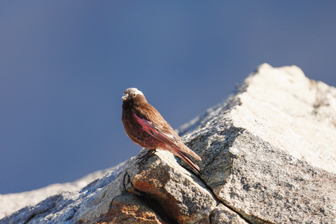 Black Rosy-finch