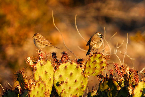 Brewer_s_Black-throated Sparrow