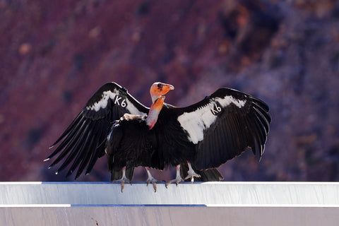 California Condor