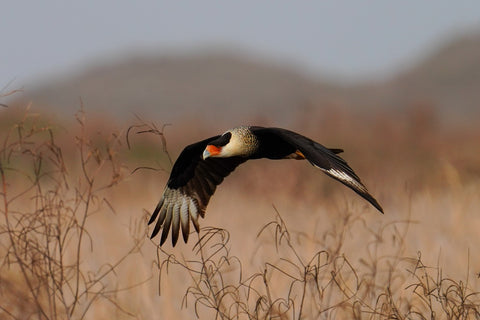 Crested Caracara