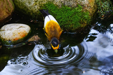 Evening Grosbeak