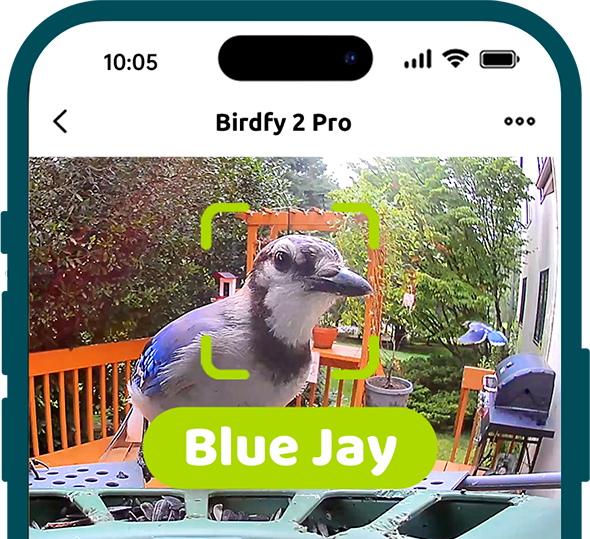 Birdfy_Feeder2_Pro