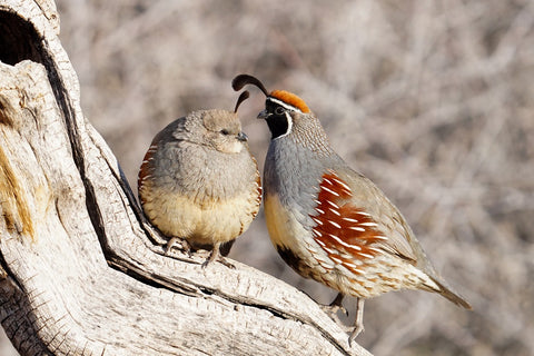 Gambel_s_Quail