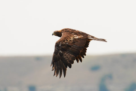 Golden Eagle