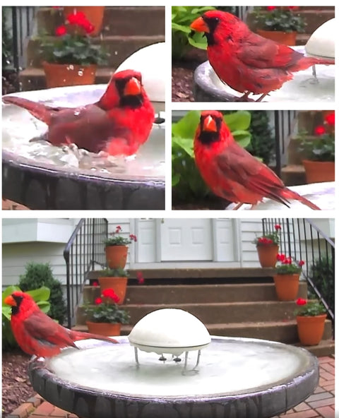 Bird Bath