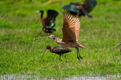 Long-billed Curlew