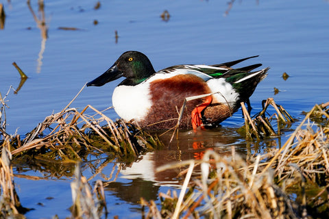 Northern Shoveler