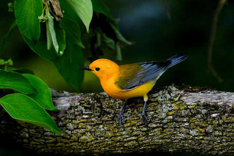 Prothonotary Warbler