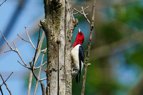 Red-headed_Woodpecker