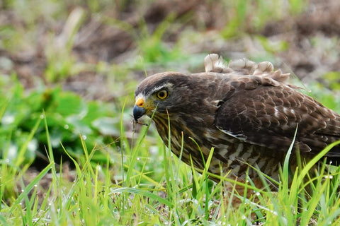 Roadside Hawk