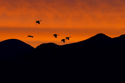 Sandhill Crane