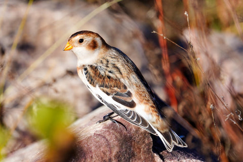 Snow Bunting