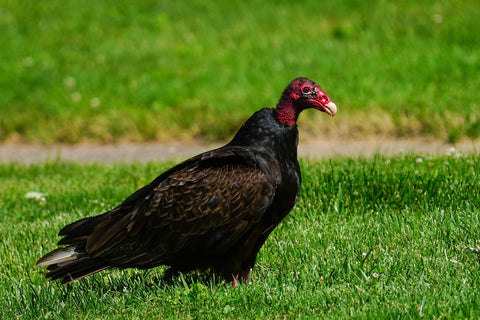 Turkey Vulture