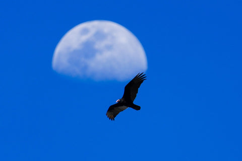 Turkey Vulture