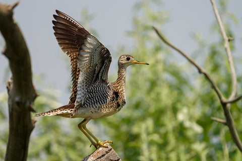 Upland Sandpiper