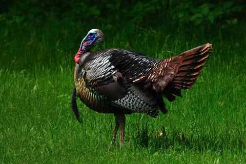 Wild Turkey