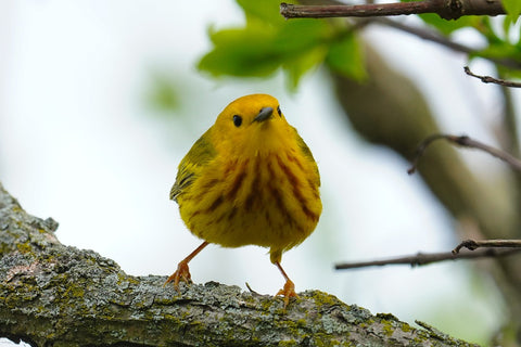 Yellow Warbler