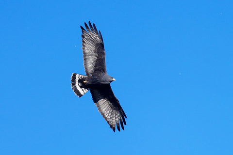 Zone-tailed Hawk