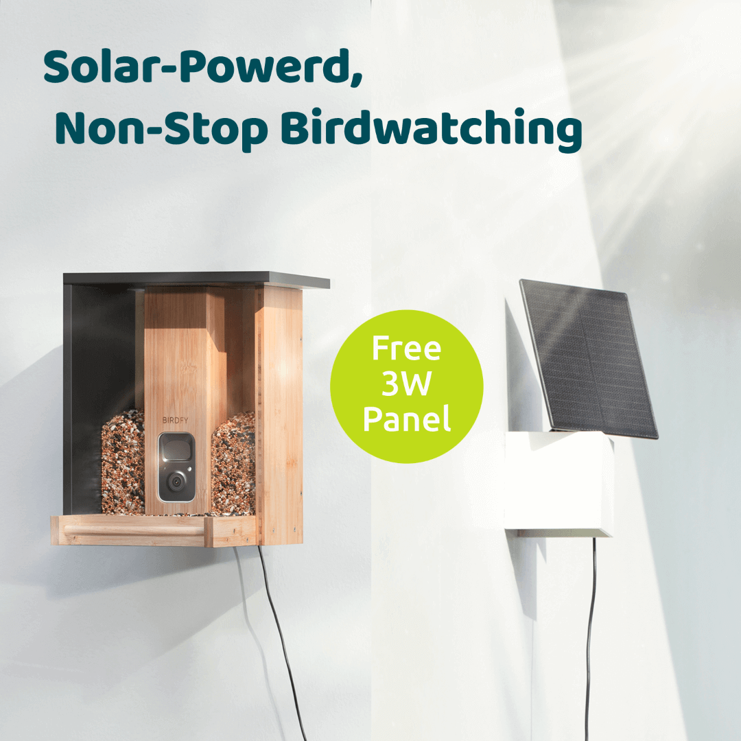 Birdfy Feeder Bamboo - Smart Bird Feeder with Eco-friendly Material