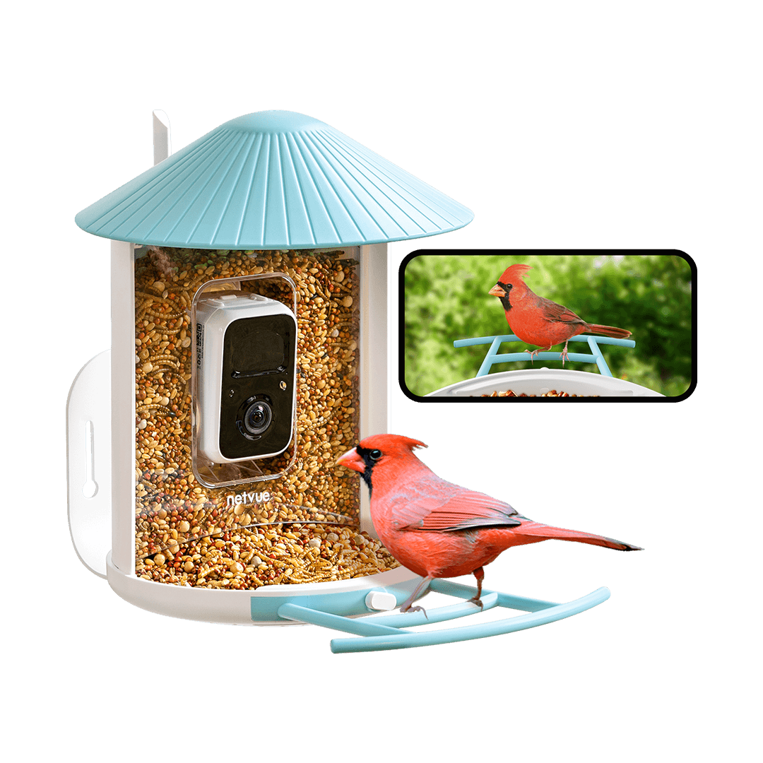 A Detailed Guide On A Smart Bird Feeder With Camera 2.4GHz Wi-Fi – Birdfy