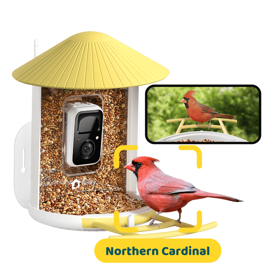 Birdfy Feeder 1 - Bird Feeder Camera