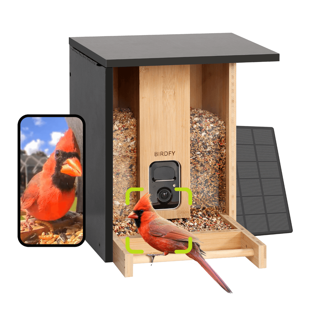 Birdfy Feeder Bamboo - Smart Bird Feeder with Eco-friendly Material